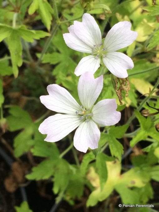 geranium-x-oxonianum-trevors-white
