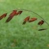 chasmanthium-latifolium