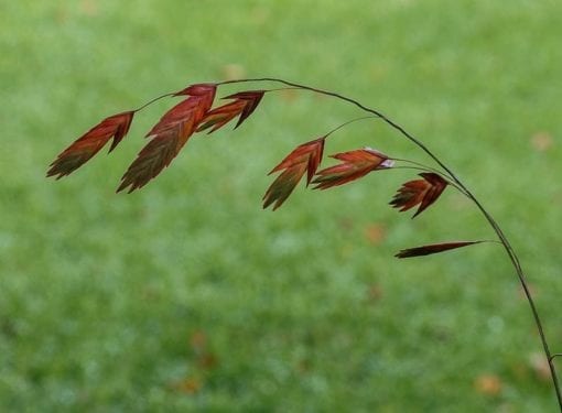 chasmanthium-latifolium