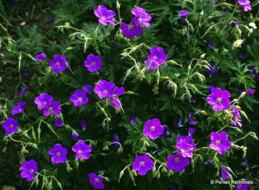 geranium-clarkei-kashmir-purple