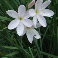 hesperantha-coccinea-f-alba