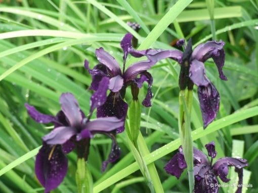 iris-chrysographes-black-form