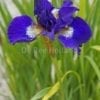 Iris sibirica 'Shirley Pope'