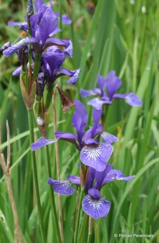Iris sibirica 'Silver Edge'