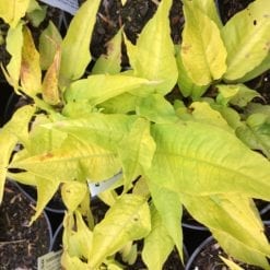 persicaria-amplexicaulis-golden-arrrow