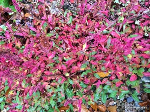 Persicaria affinis 'Darjeeling Red', autumn foliage