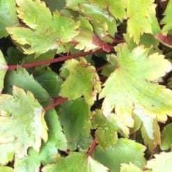 saxifraga-rubrifolia