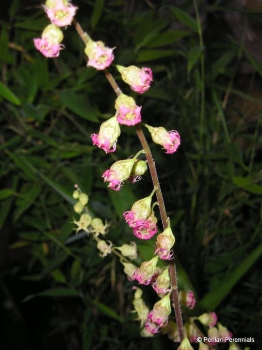 Tellima grandiflora 'Purpurteppich'