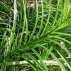 Carex muskingumensis