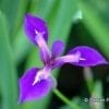 Iris x robusta 'Gerald Darby'